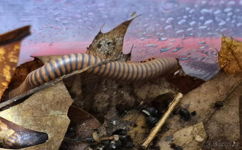 Prodám mnohonožky Atopochetus spinimargo