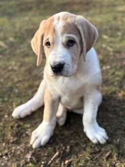 Štěňátka středoasijského pasteveckého psa