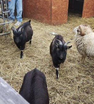 Prodám zakrsleho kazla