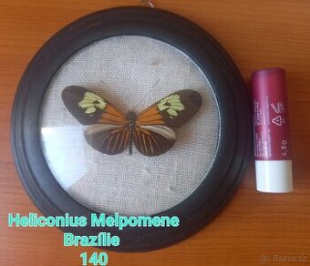 Heliconius Melpomene [Brazílie]