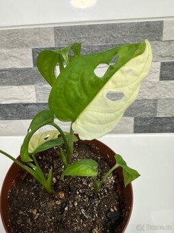 Monstera Adansonii Japanese Tricolor. Sběratelská rostlina