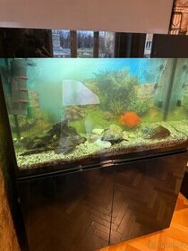 Prodám akvárium vybavené i s rybama