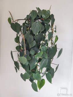 Philodendron hederaceum