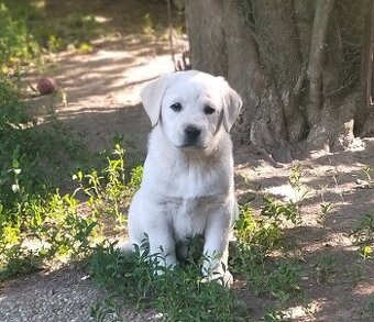Labradorský retrívr štěňátka s PP fenka k odběru ihned