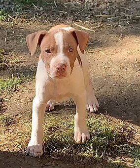 Pitbull s pp - 1