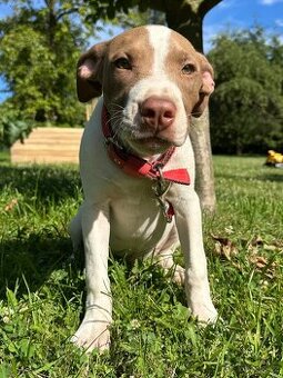 Americký pitbull teriér s pp