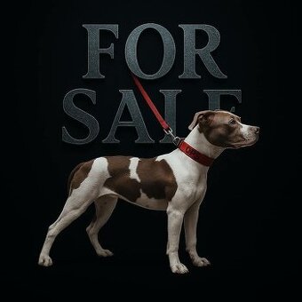 Americký pitbull teriér s pp