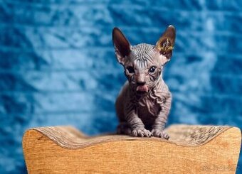 Don Sphynx - 1