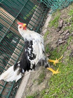 Kohoutek exchequer