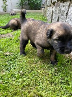 Leonberger štěňata