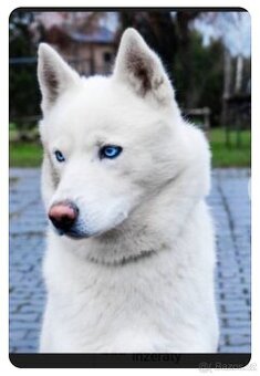 Sibiřský husky ke krytí