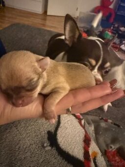 Volná holčička čivavy