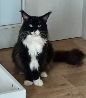 Mainská mývalí kocourek s PP