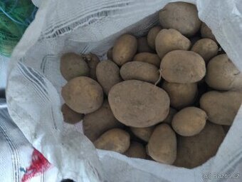 Brambory na uskladnění 6,- za kg