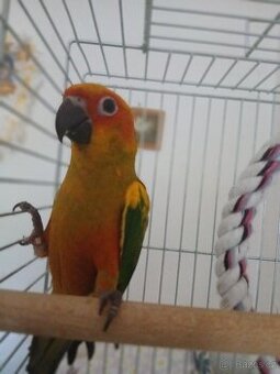 Prodám aratingu sluneční