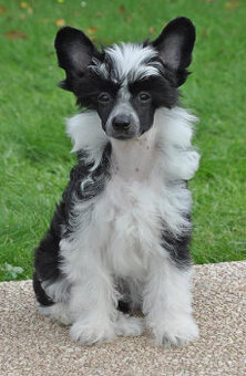 Čínský chocholatý pes osrstěný (labutěnka) pejsek s PP