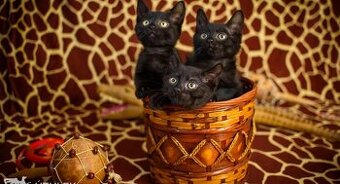 Hemsworth Brothers – australští idolové