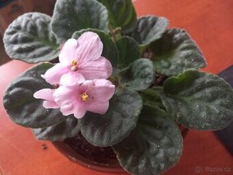 Africká fialka (Saintpaulia)