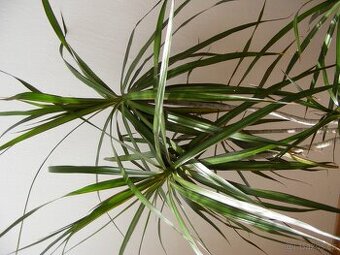 Dracena, pokojová rostlina