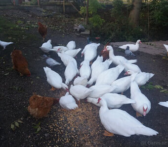 Prodám kachny pižmové