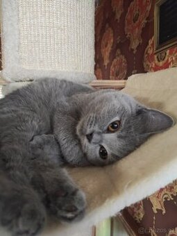 Britská koťátka britské kotě