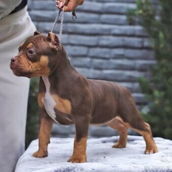 American bully