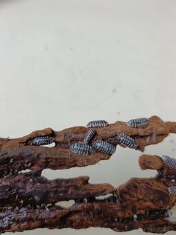 Armadillidium maculatum "zebra"