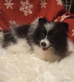 Ragdoll kotě, kocourek bez PP.