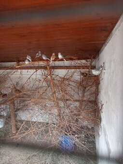 Holoubek diamantový