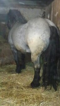 Ponúkam na predaj Páru Slezkých Norikou