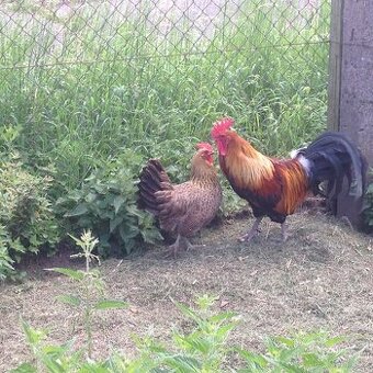 Šumavanka a Česká slepice zlatá kropenatá - násadová vejce