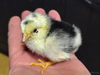 Kuřata Vlaška exchequer a dvorkový mix