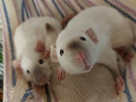 Potkan dumbo - poslední dva kluci