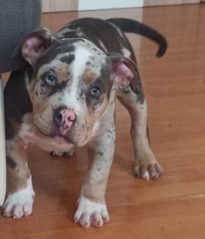 American bully pocket