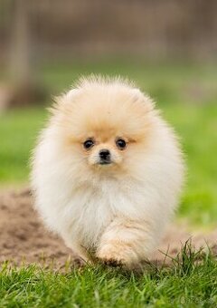 Pomeranian s PP