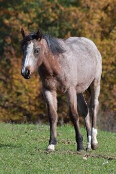 Klisnička QH s TOP cutting původem a skvělou povahou