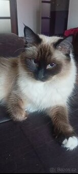 Ragdoll do dobrých rukou