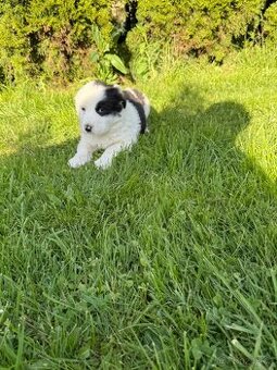 Border Kolie