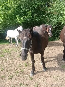 Percheron - 1