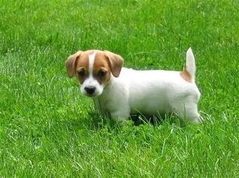 Jack russell terier