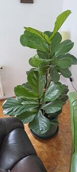 Ficus lyrata