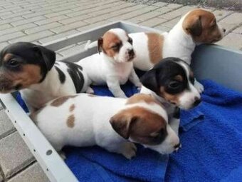 Jack russel teriér