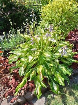 Bohyška -Hosta