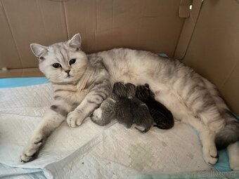 🐾Britská koťátka bez PP🐱hledají nový domov