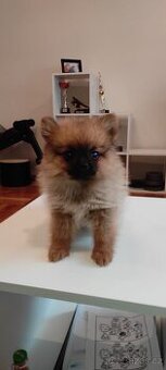Špic miniatury pomerian