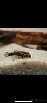 Ancitrus (Krunýřovec) prodej mláďat