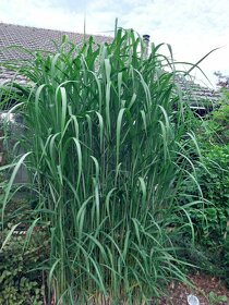 Vymenim, nebo velmi levne prodam premnozene rostliny