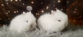 Zakrslý teddy kralík