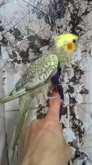 KORELA RUCNE DOKRMENA  UCENA NA KSIRKY s testy DNA