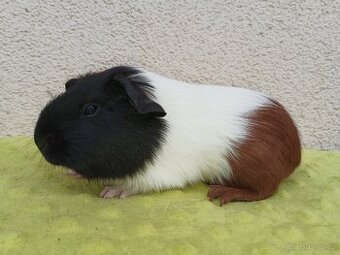 Morče - samice Funny